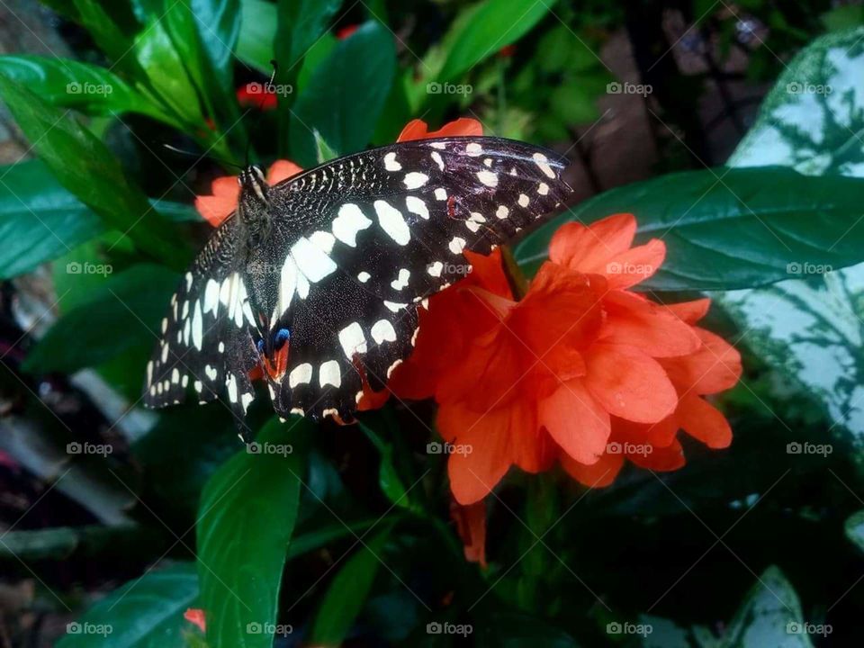 butterfly on top of the flower.