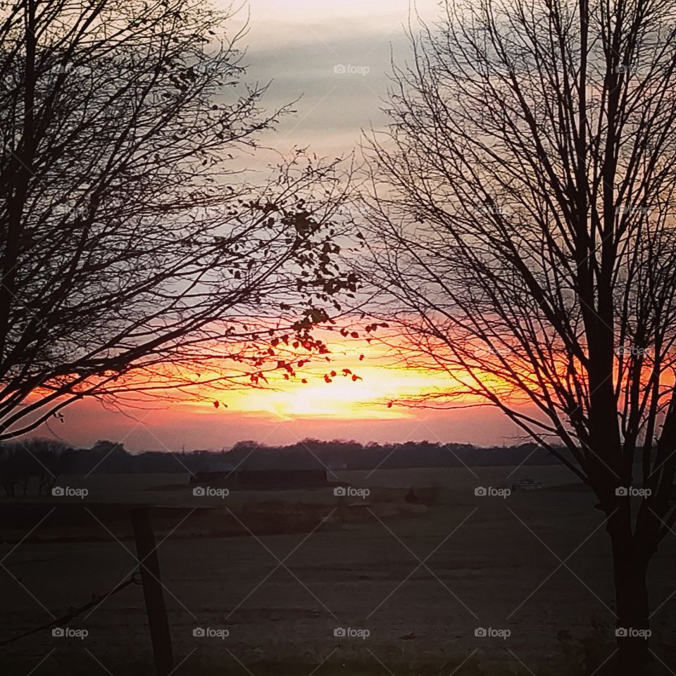 sunset beyond bare trees