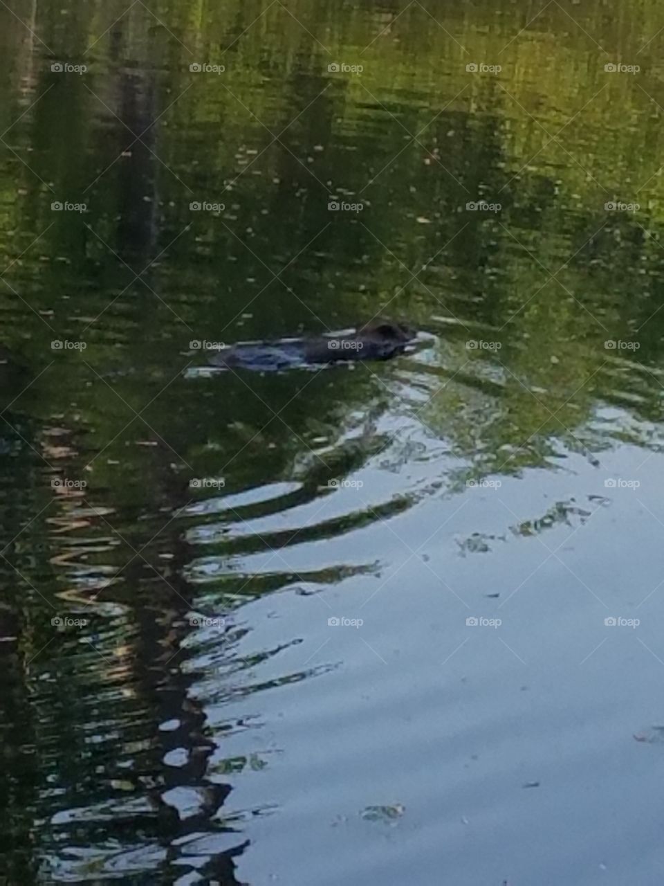 Water, No Person, Reflection, Pool, Lake