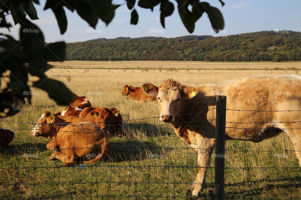 Cow and calf resting in farm