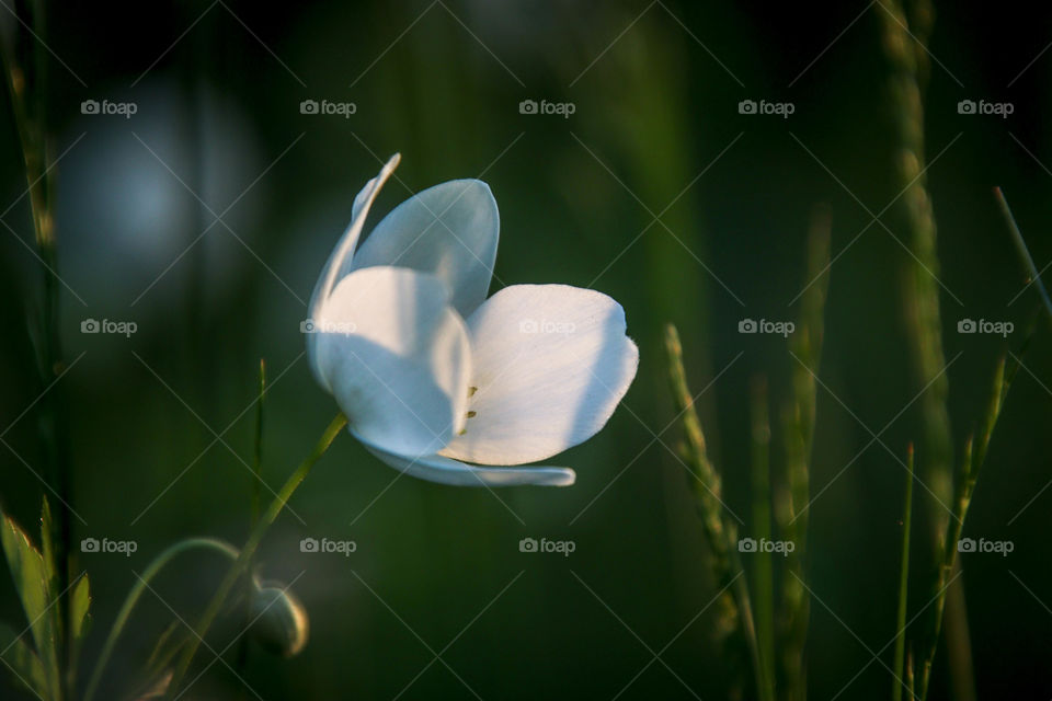 White flower on a green background