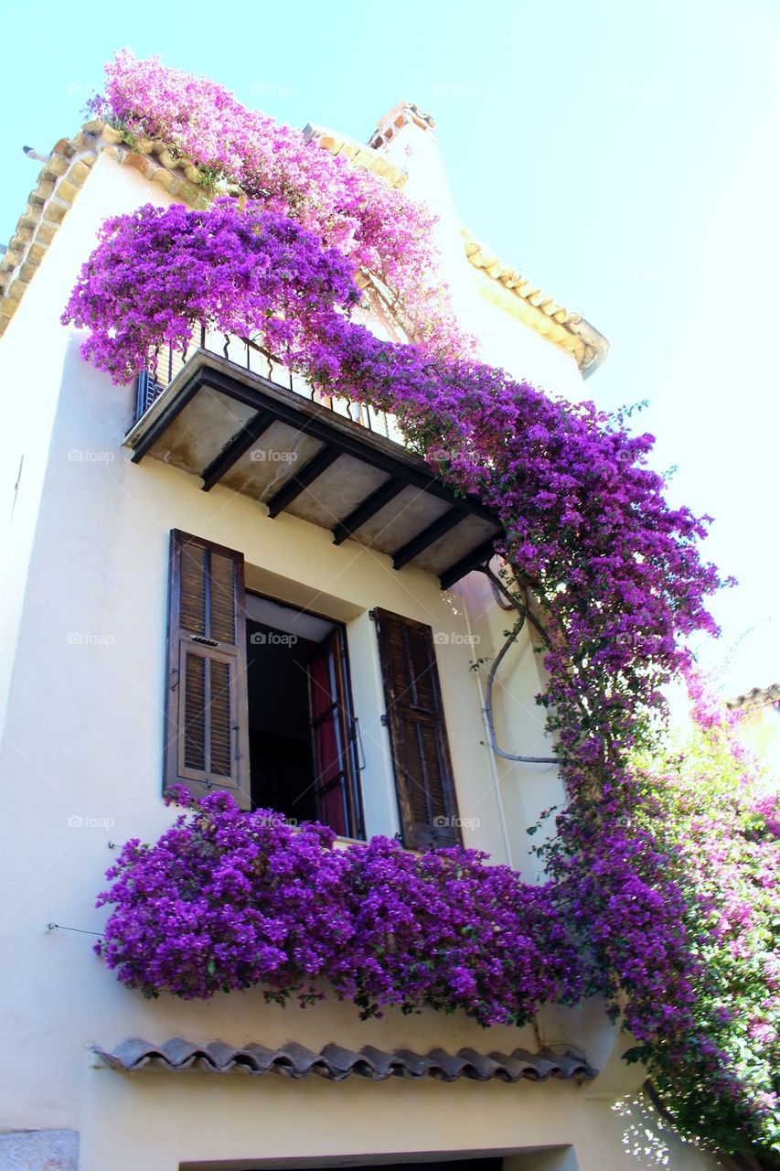 Balcony with bougainvillea 