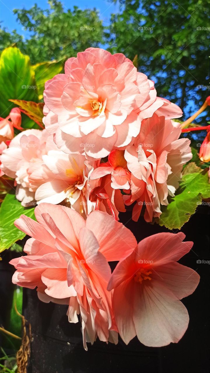 Beautiful pink Begonia, garden flowers