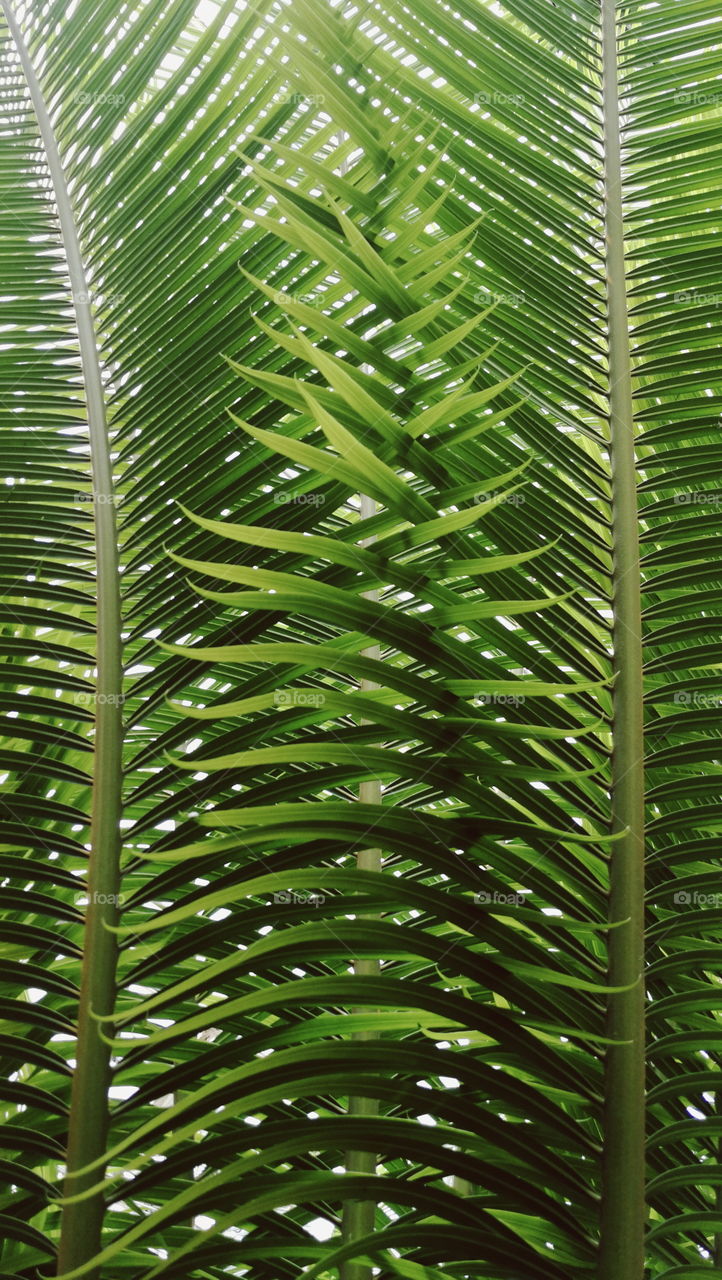 Leaf, Flora, No Person, Tropical, Palm