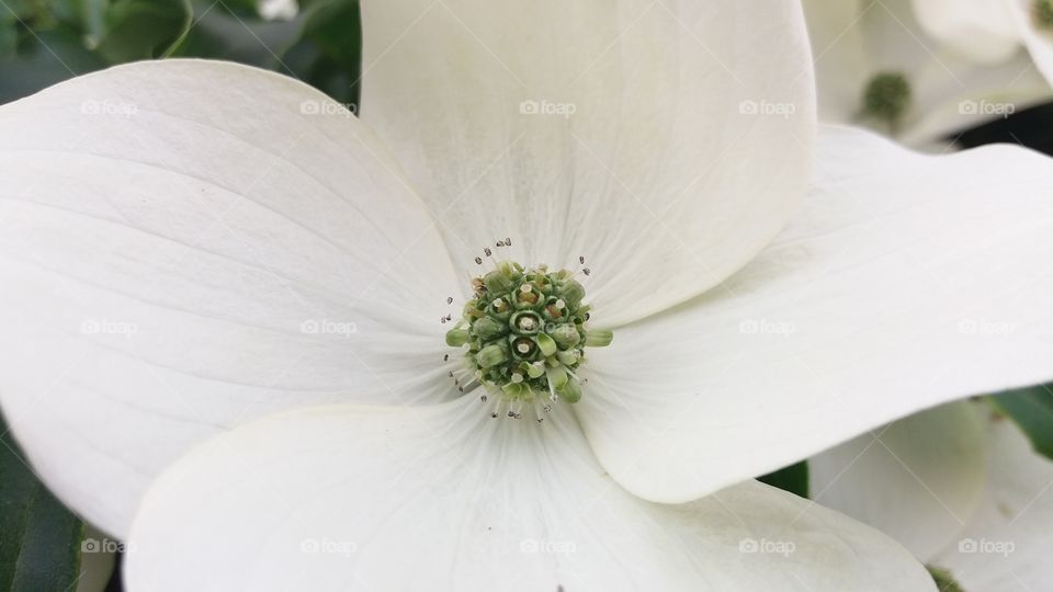 white-green  hidden symmetry