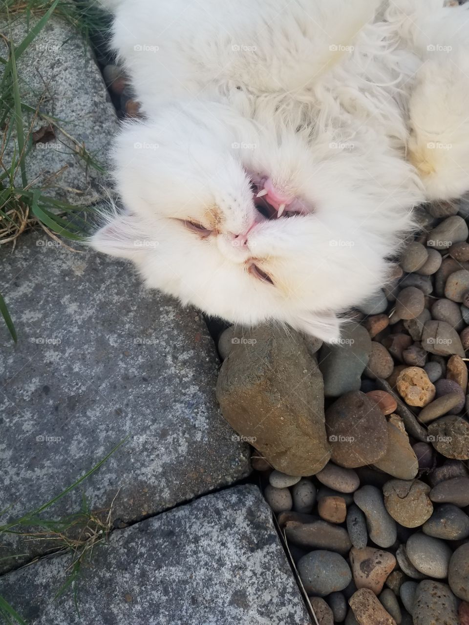 White Persian Cat