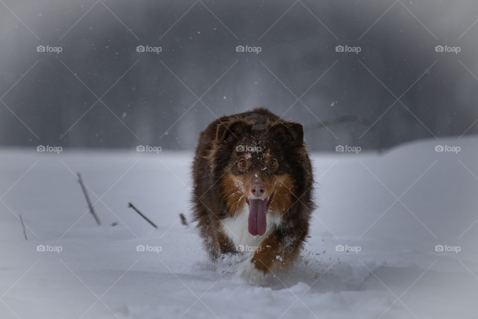 Stalking the Snow