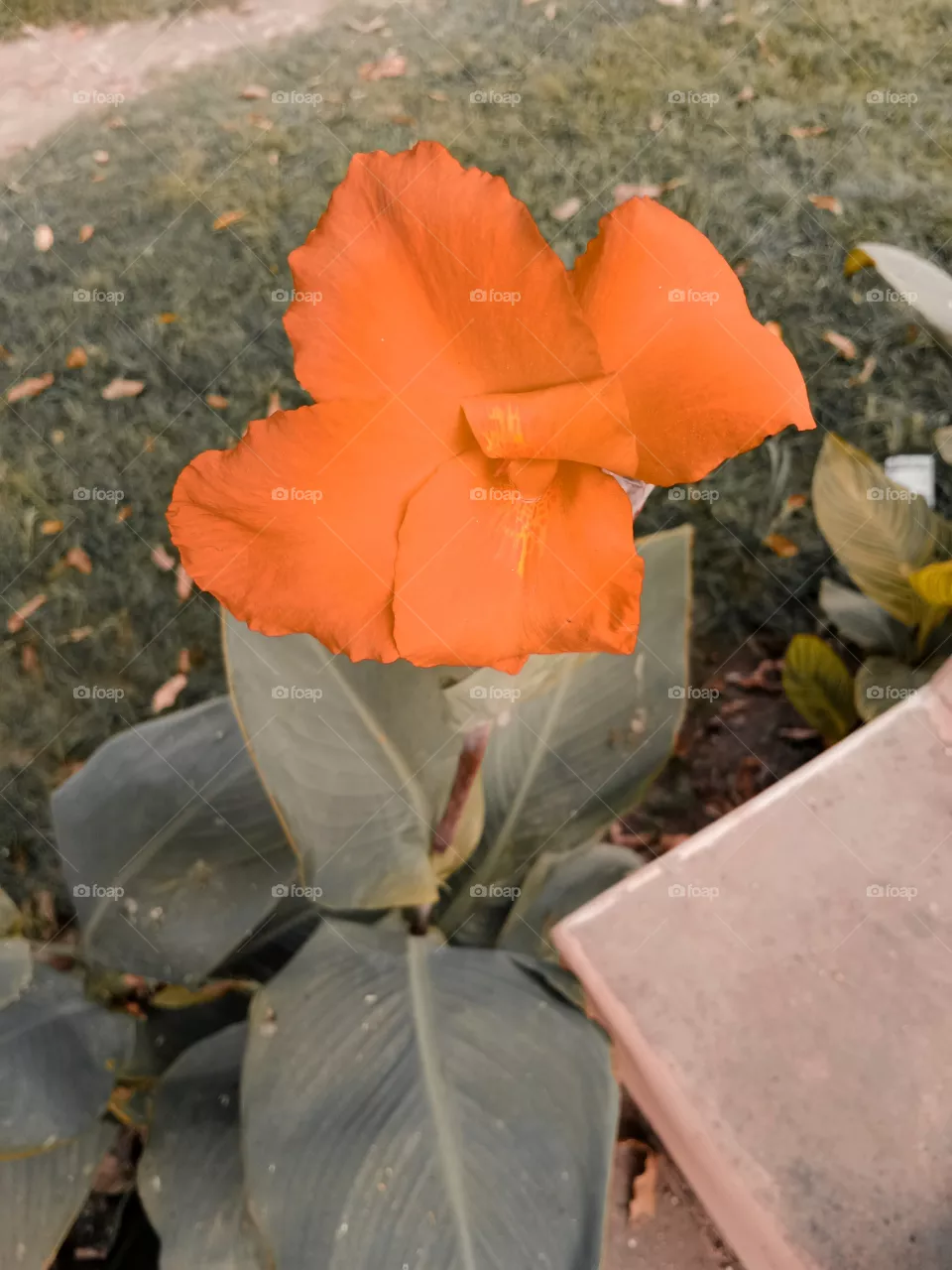 flower