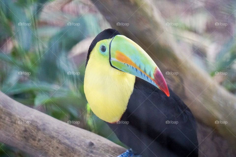 Colorful Toucan Bird