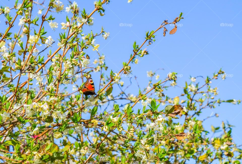 Beautiful spring