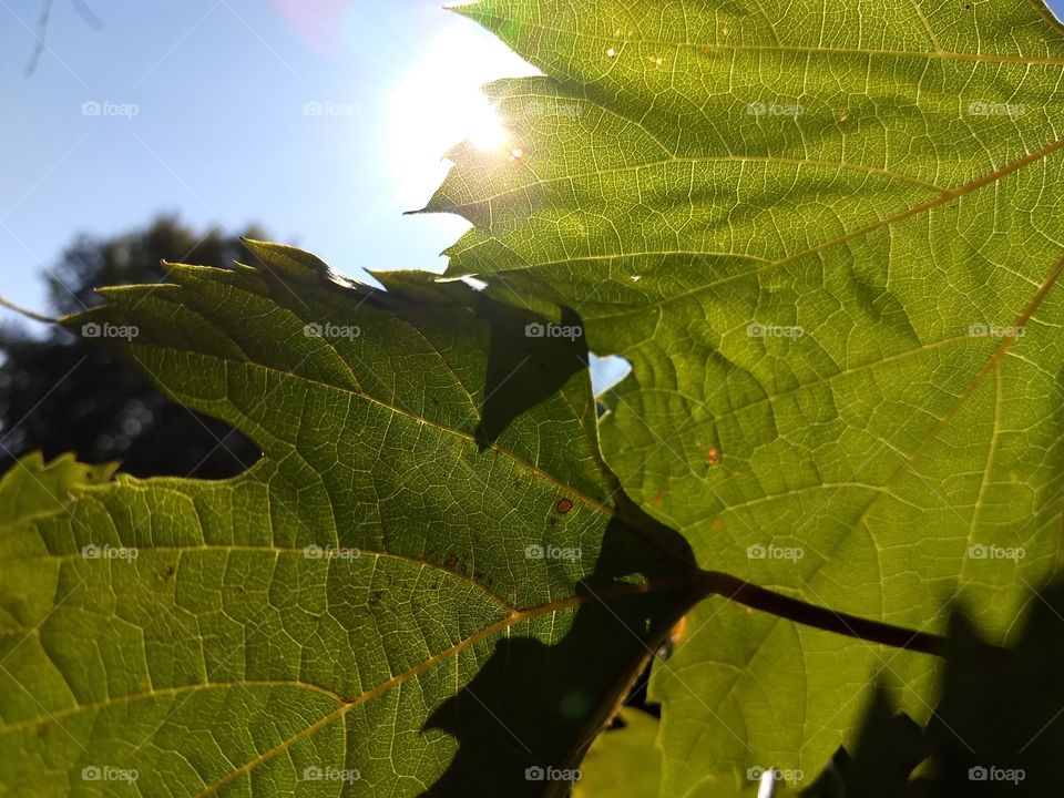 Herbst