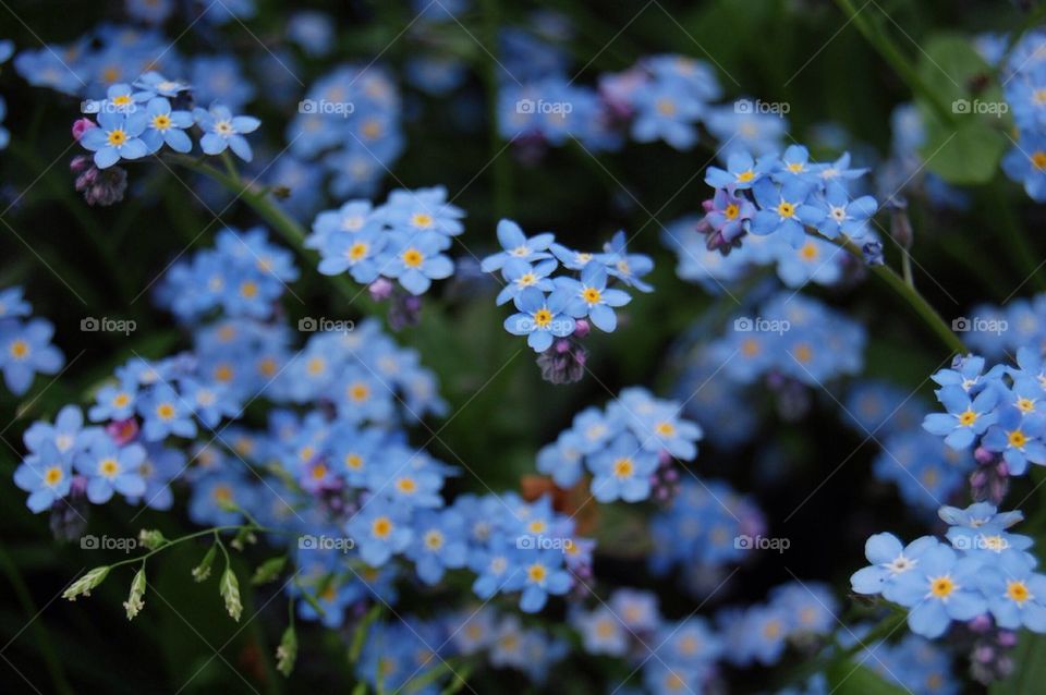 flowers nature blue plant by Petalskull