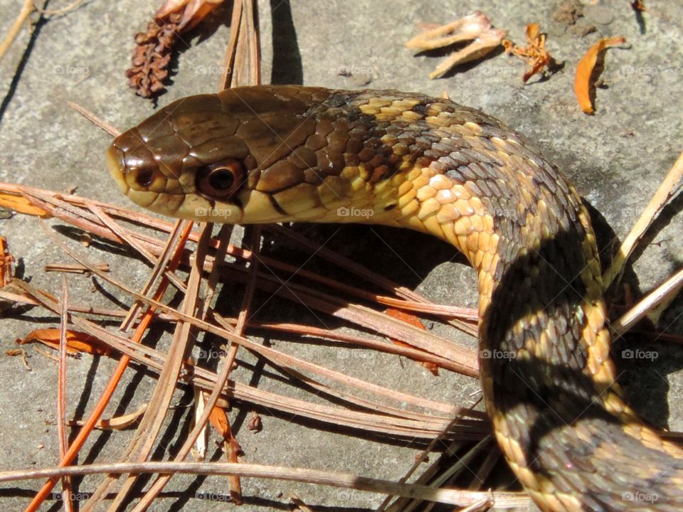 snake. on the rocks