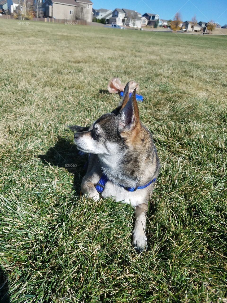 Dog sitting on green grass