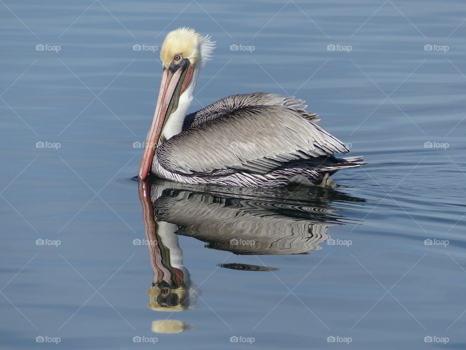 Brown pelican reflection