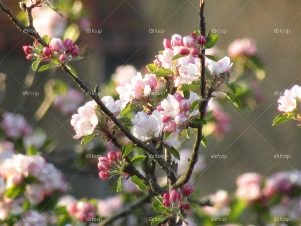 Apple blossom in bloom at spring time