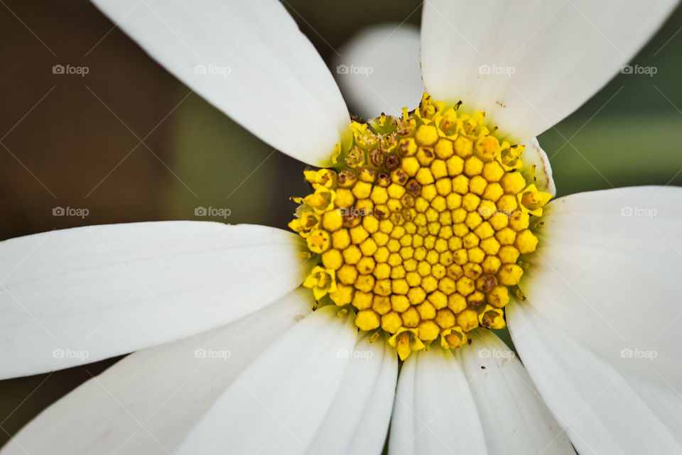 Portrait of a plant