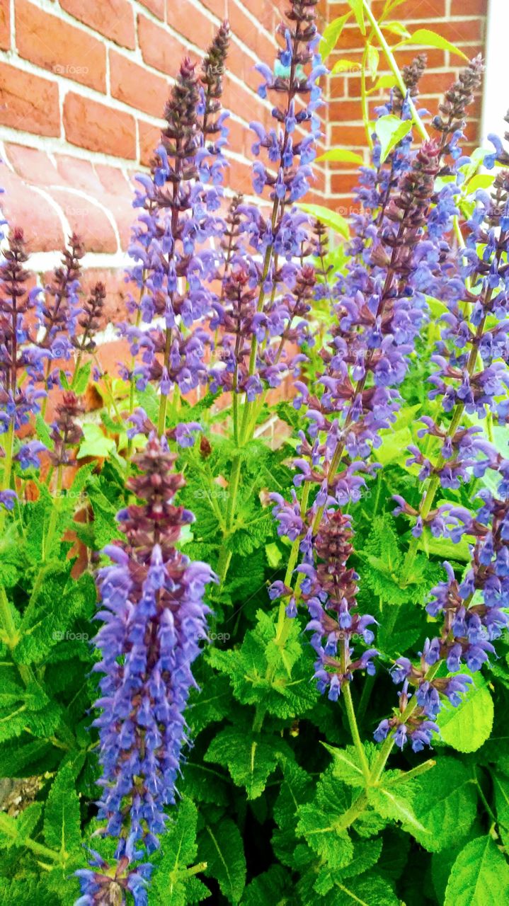 Flower, Flora, Garden, Nature, Summer