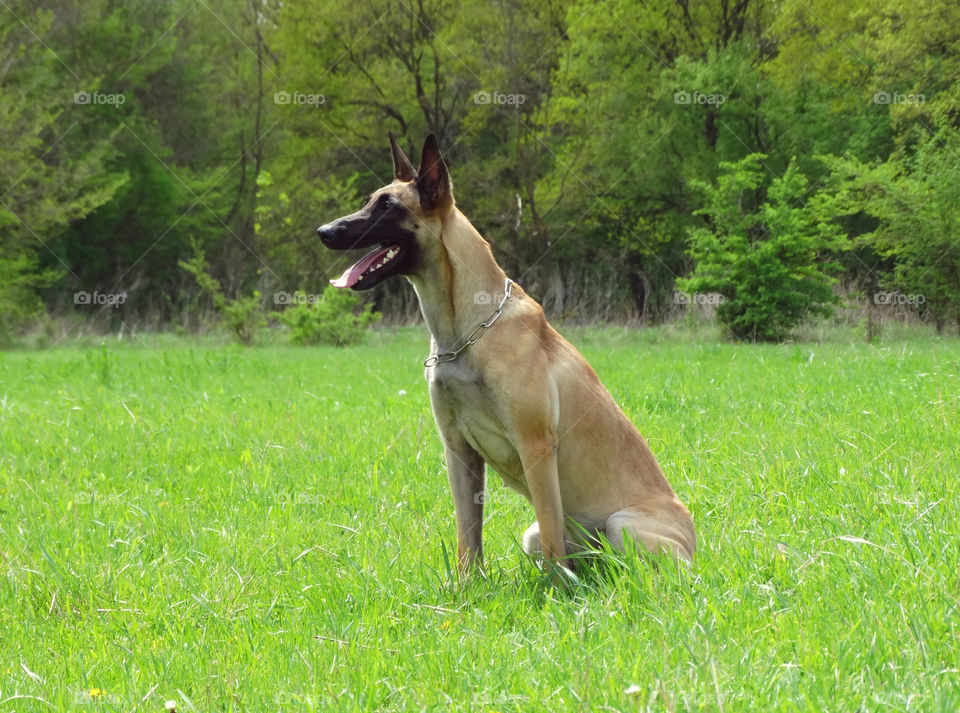 Dog shepherd malinois