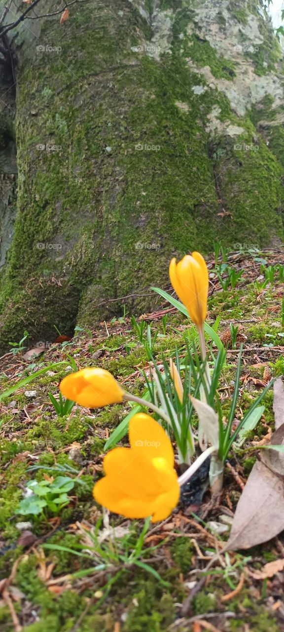 yellow crocus