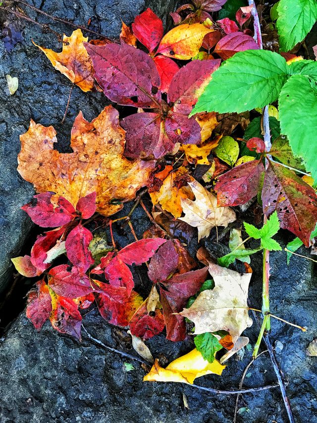 Fall colors