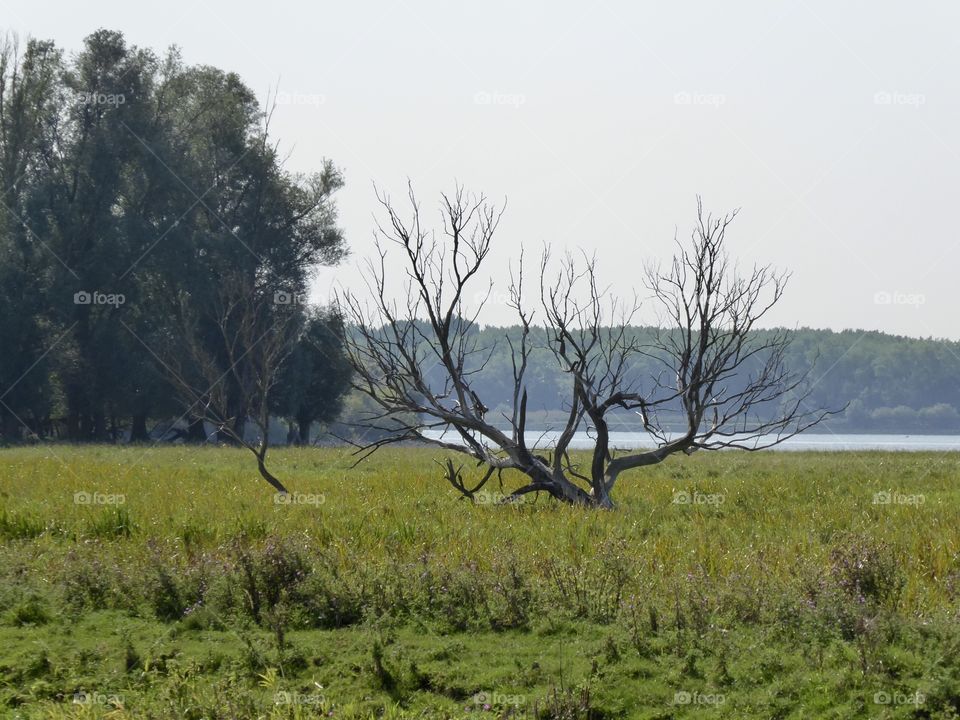 Marshland - Elbe - 