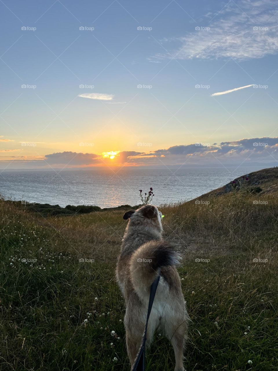 Brown rescue dog overlooking the sea with a sunset