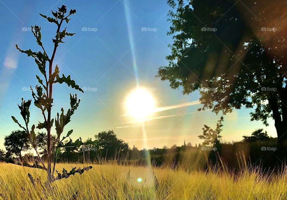Summer-evening-field ♥️