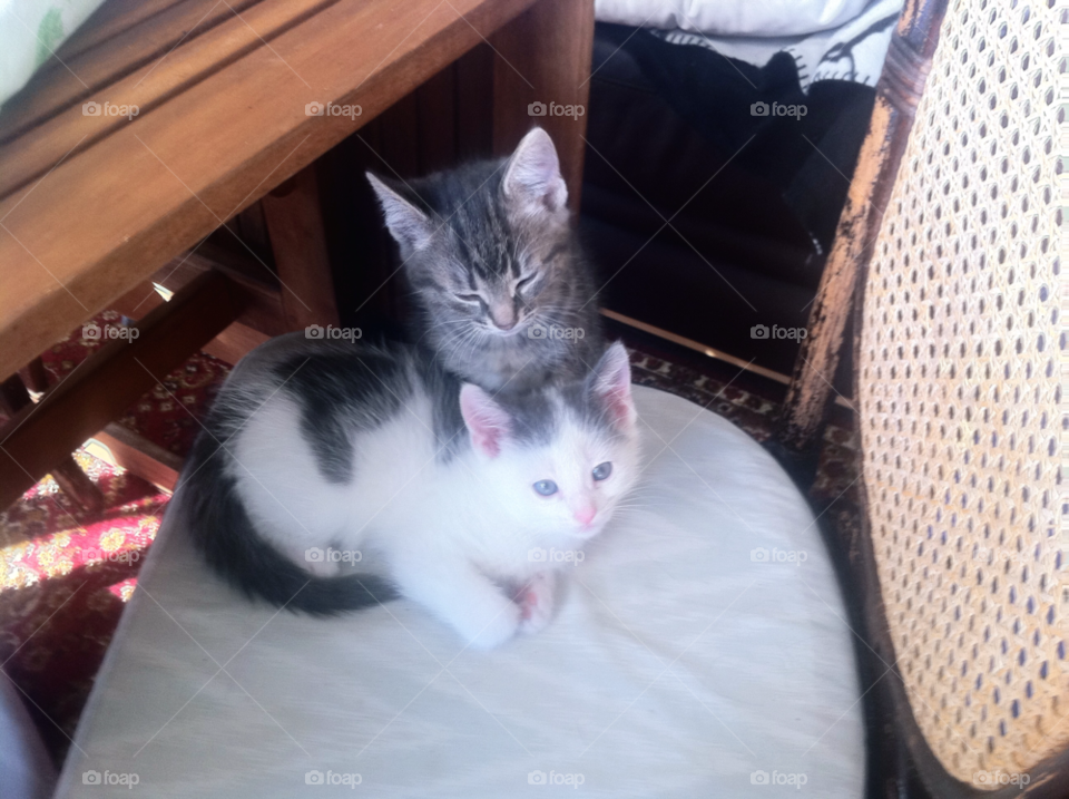 sweden kitten beddingestrand by goransv