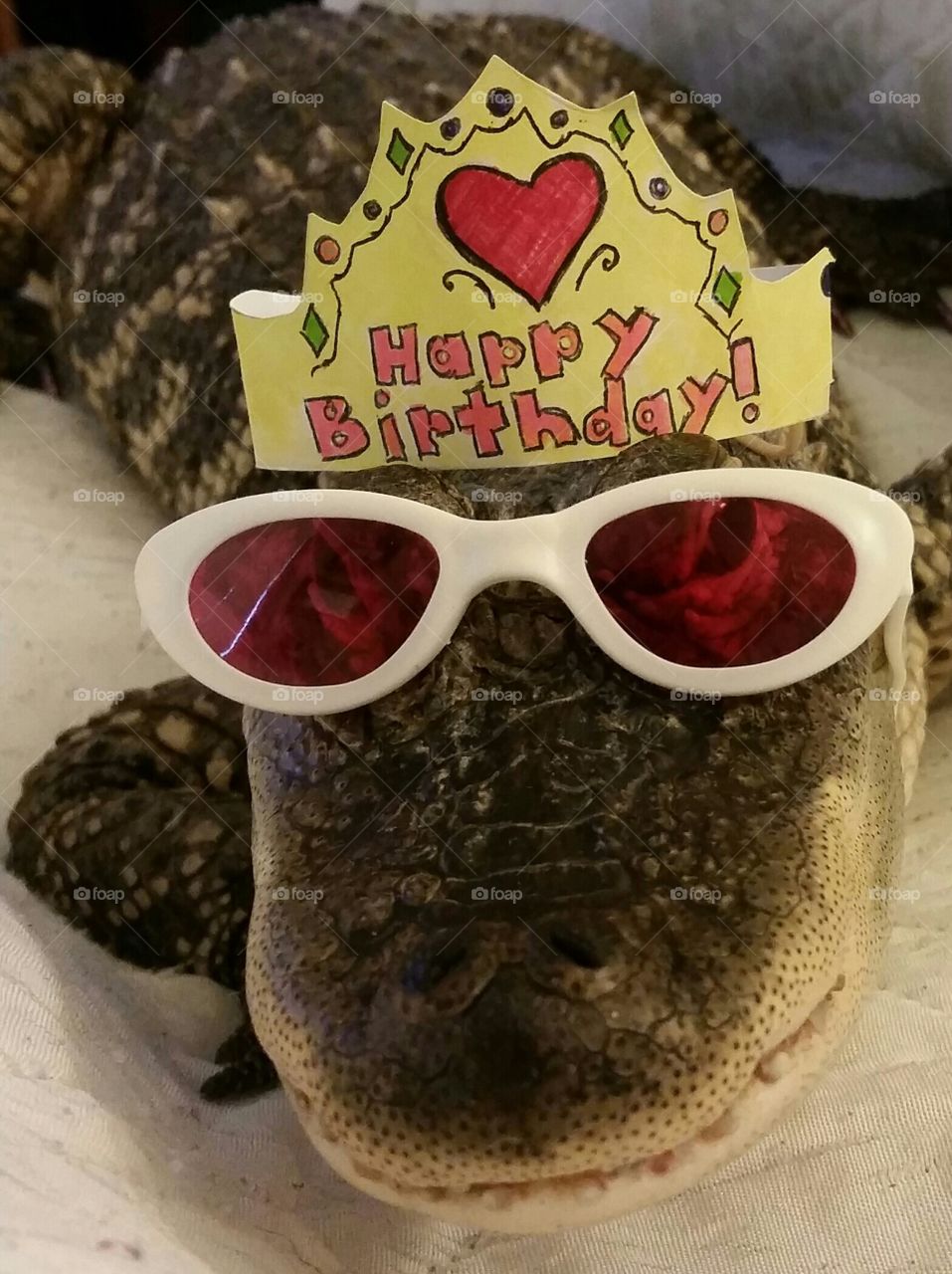 Alligator Birthday Greeting