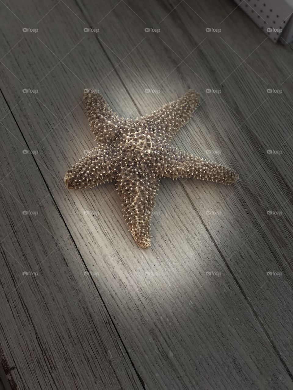 Starfish 