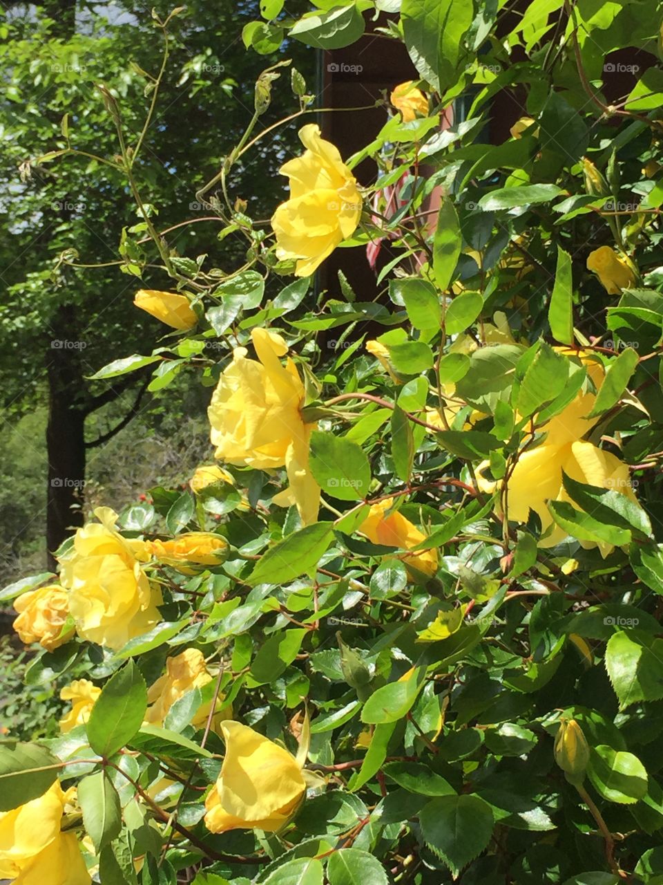 Leaf, Nature, Flora, Garden, Flower