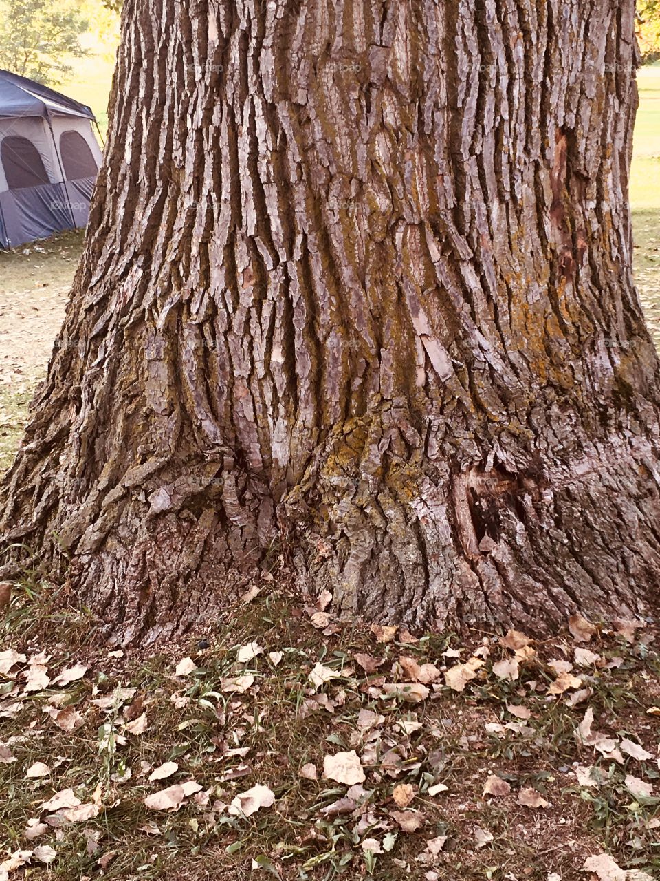 Old tree. 