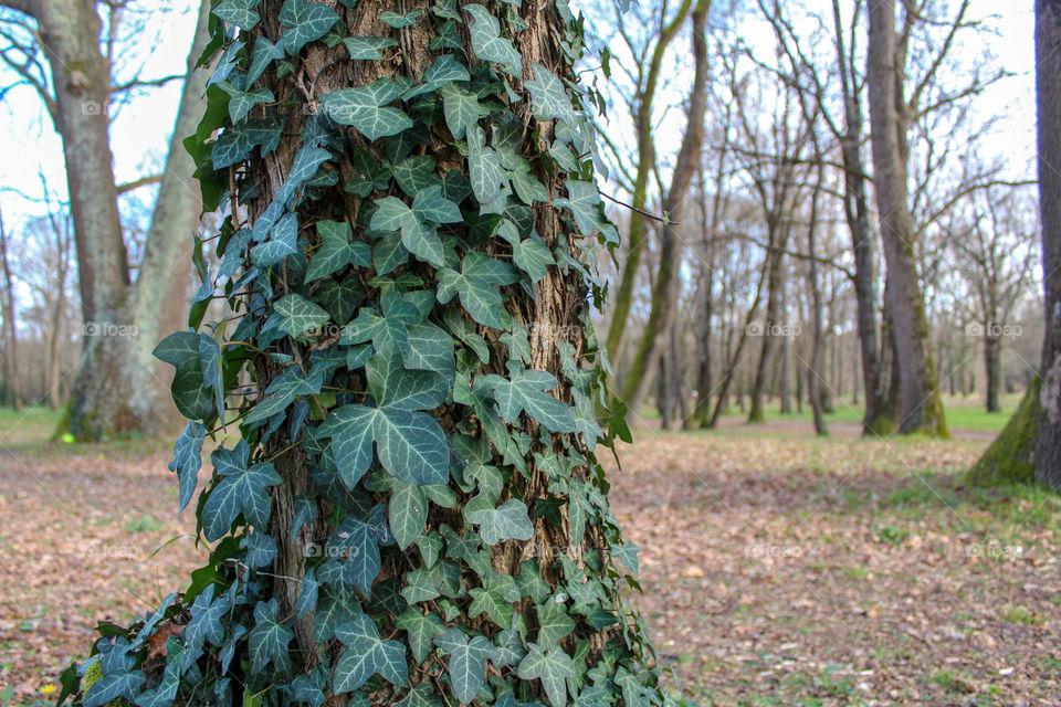 Ivy in forest