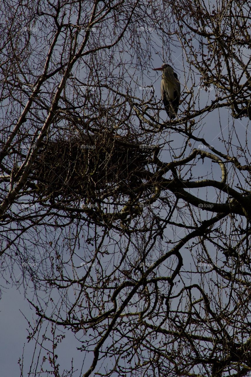 Bird On Tree