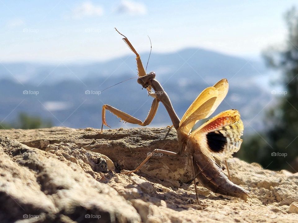 "Nature’s Gladiator"