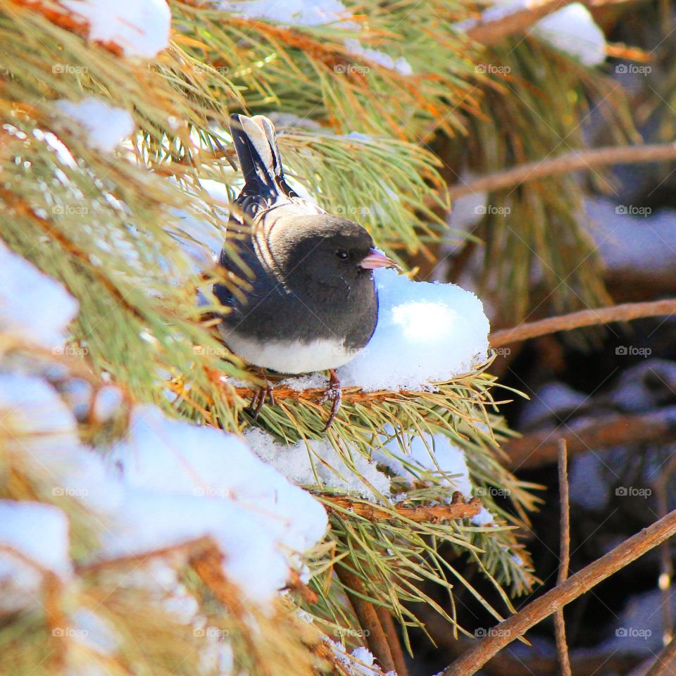 Winter perch 