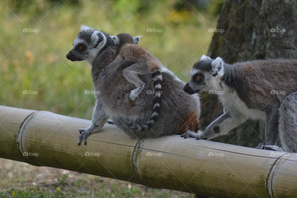 ring-tailed lemur