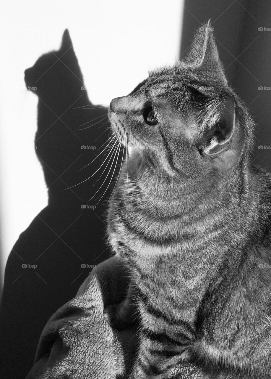 Black and white cat with shadow