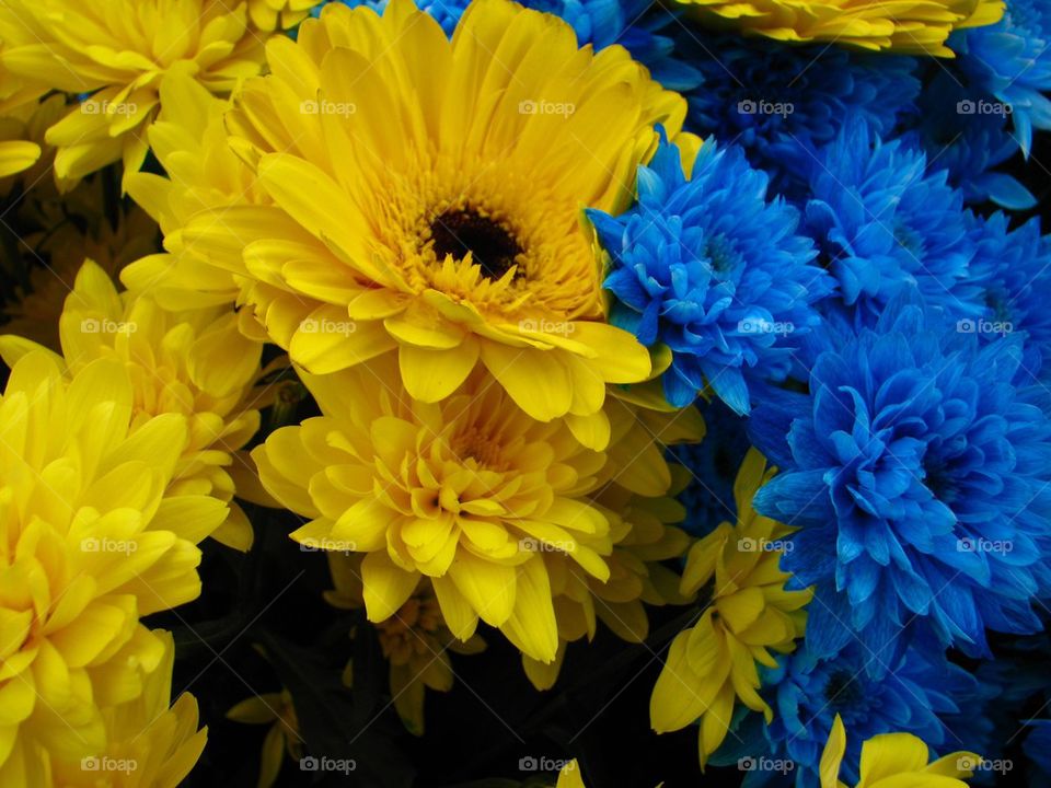 Yellow and dark blue chrysanthemums, national colors of Ukraine, background
