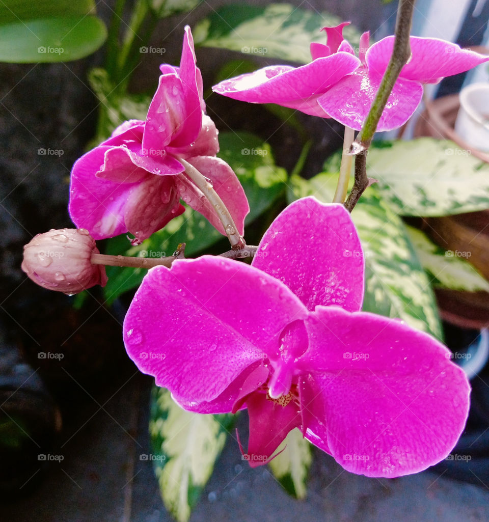 Orchid Flower