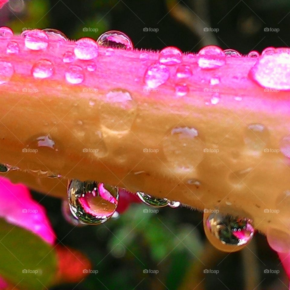 droplet after rain.