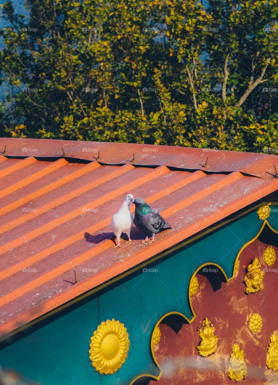 Lovebird kissing on the roof