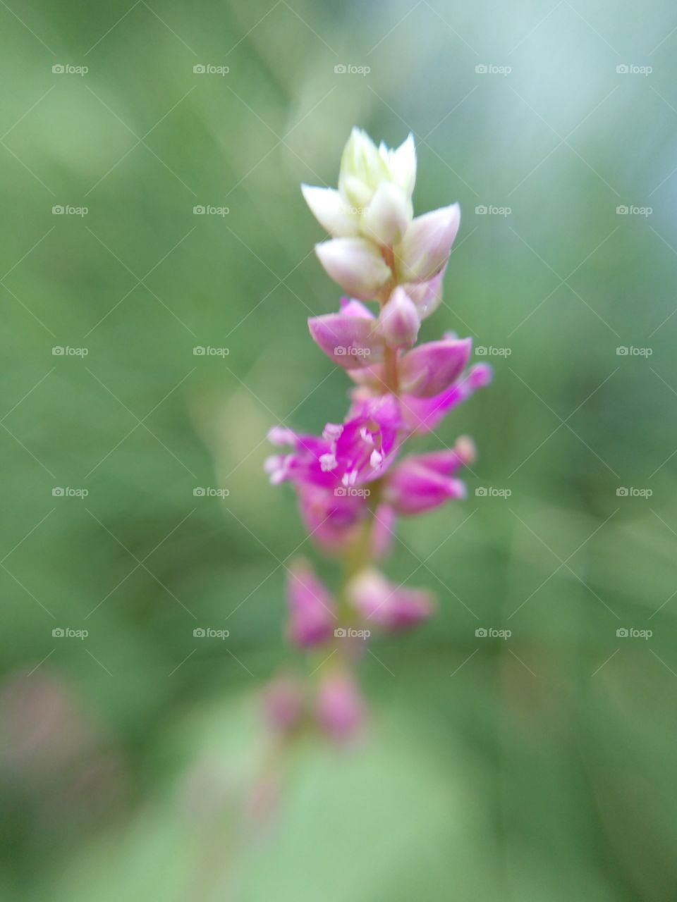 beautiful small flower