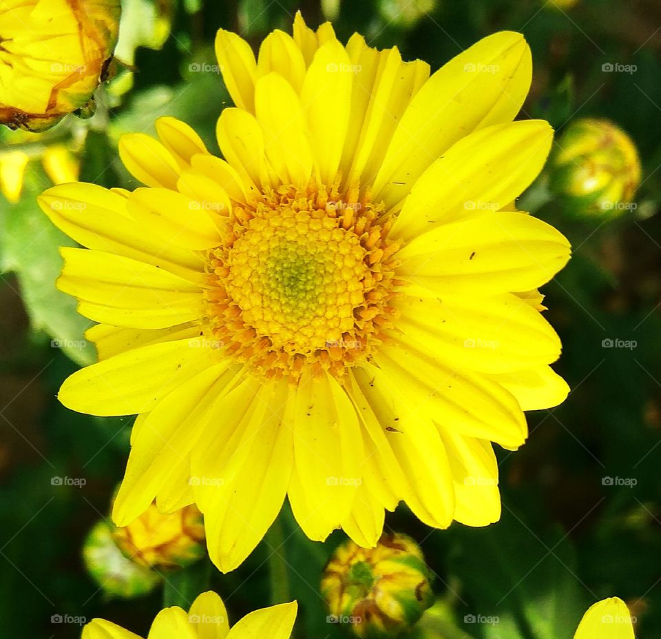 center of flower view