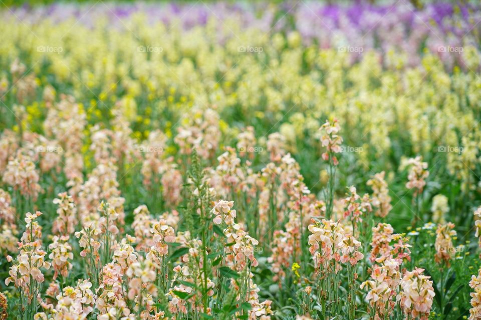 California Coastal Wildflowers