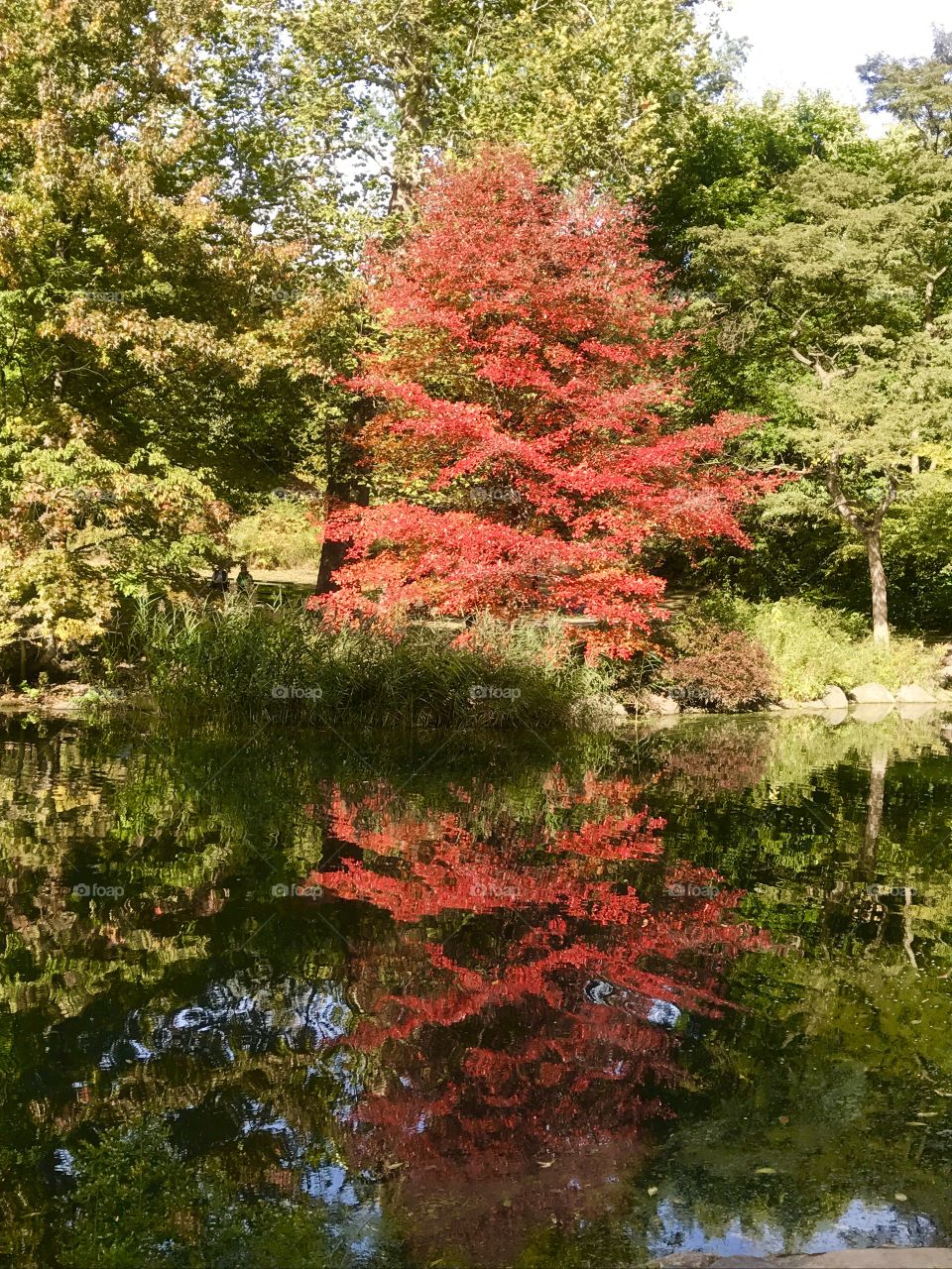 Tree, Leaf, Nature, Fall, Park