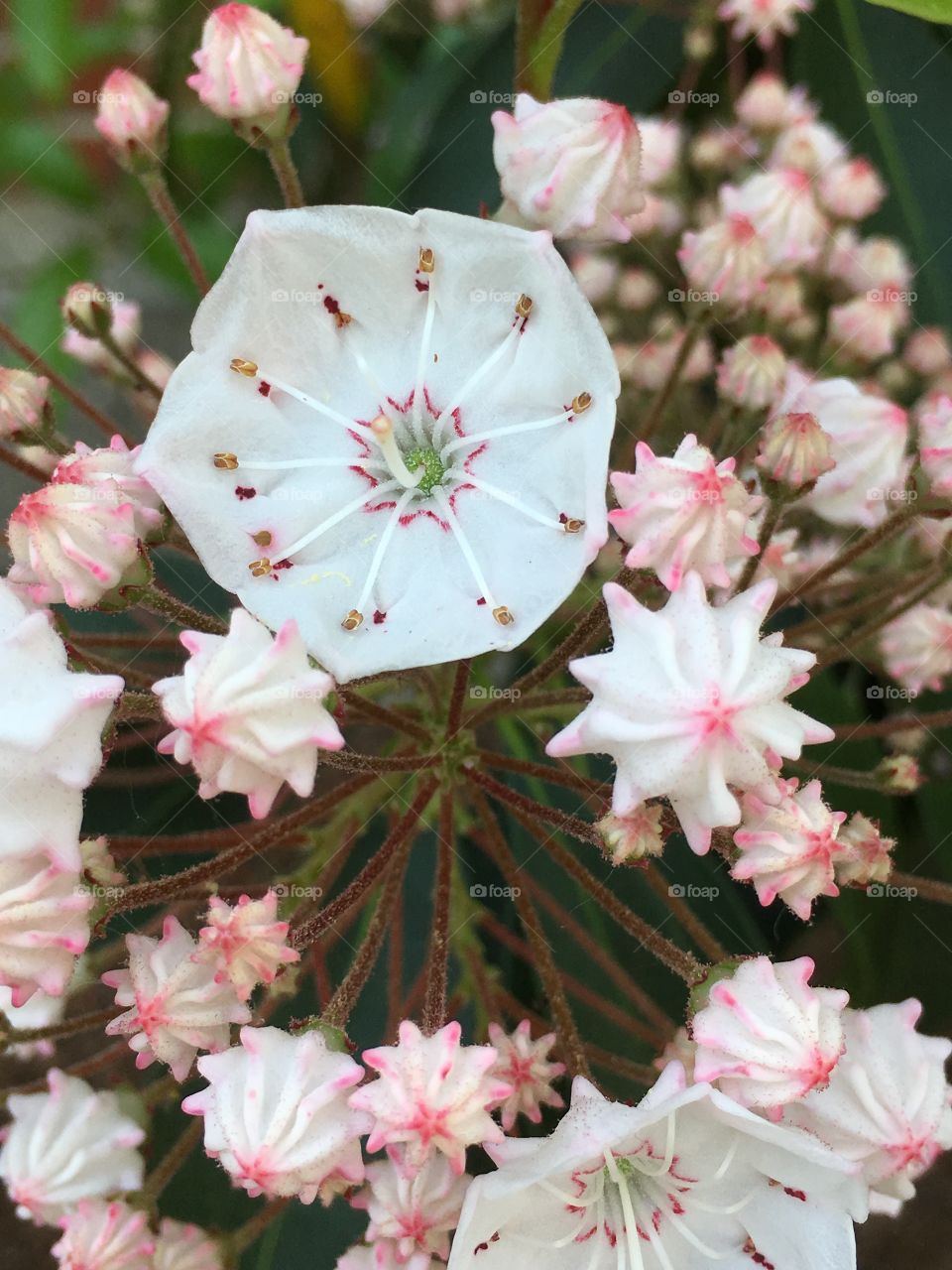 Mountain laurel 