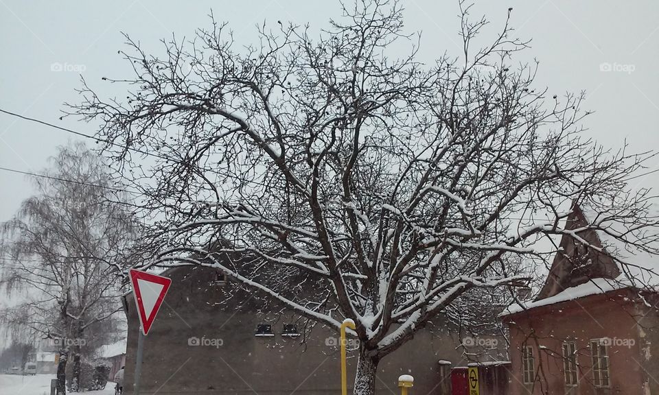 #tree#snow#winter