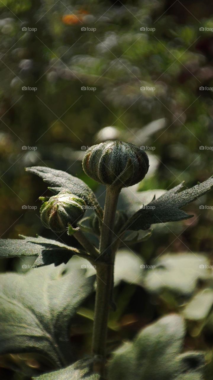 Macro photo of green grass growing in the garden